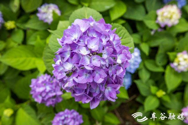 初夏时节，到汤湖公园与绣球花来场浪漫“约会”吧