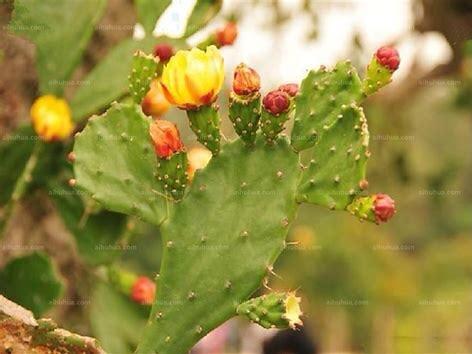 多肉植物——在古代中国