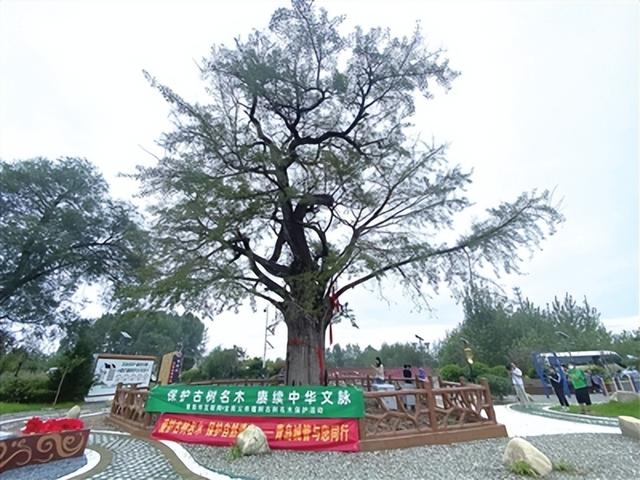 让古树名木“老有所依”！青岛西海岸新区古树公园昨落成