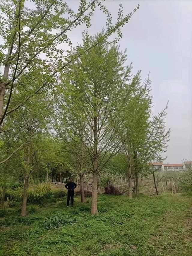 给钱就卖，这是银杏的悲剧！也是跟风种植必然的结局！