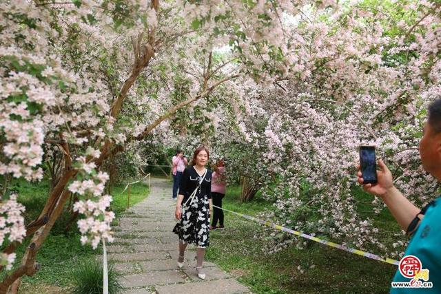 珍稀花木盛放济南花如海 娇羞清香惹人爱却不识花