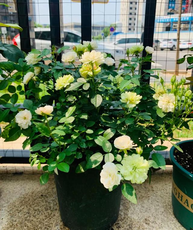 微型月季花的经典品种——绿冰