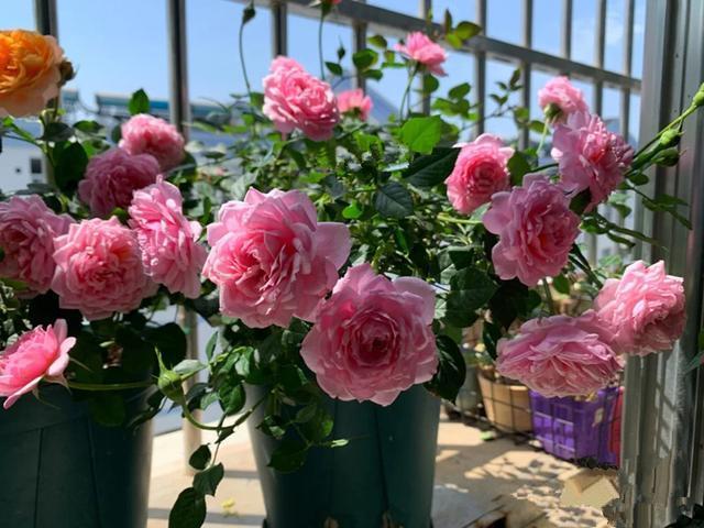 植物界的6种“花美人”，谁看了都喜欢，容易养“上瘾”