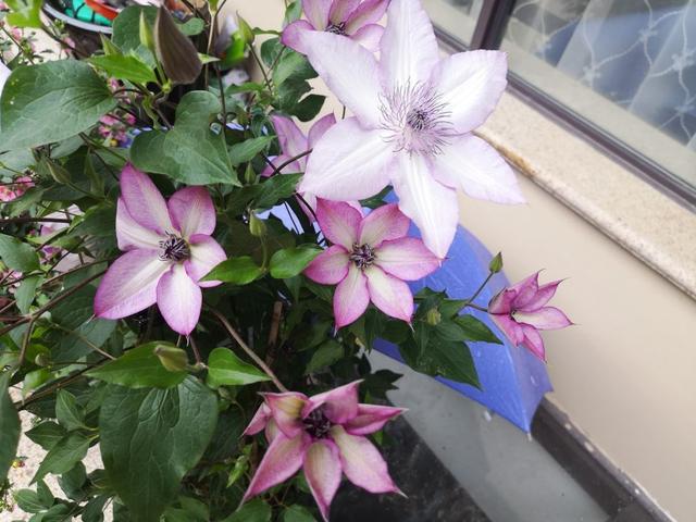 植物界的6种“花美人”，谁看了都喜欢，容易养“上瘾”
