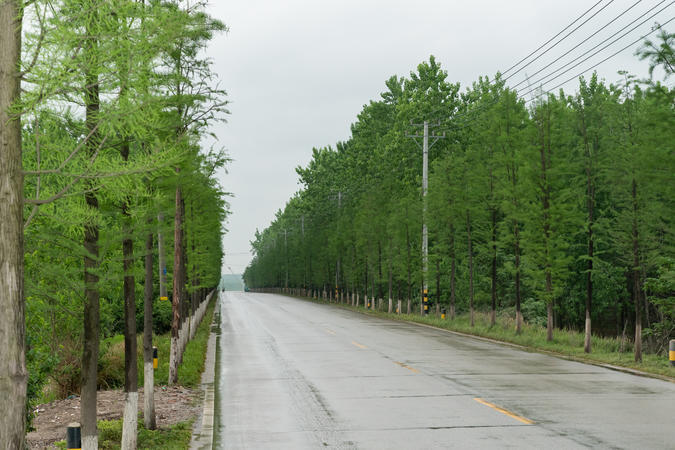 石首：聚焦全域绿化 共建美丽长江