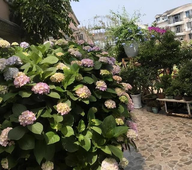 大水缸别浪费，养上大绣球，花开似海，风景秀丽