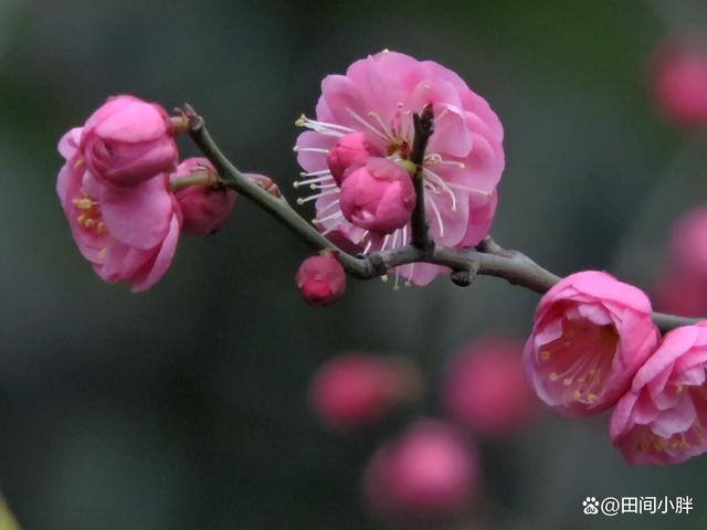 梅花的生长环境和栽种方法
