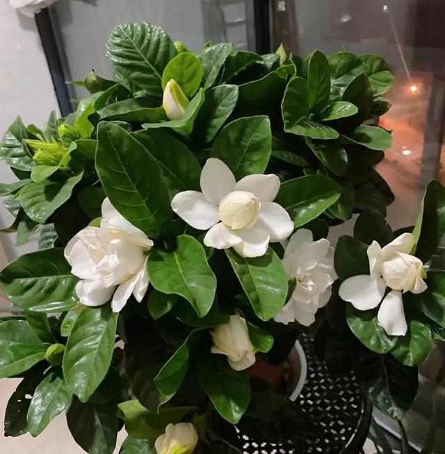 这5种花很难养活，商家夸得再好听也别买，不然吃亏的是自己