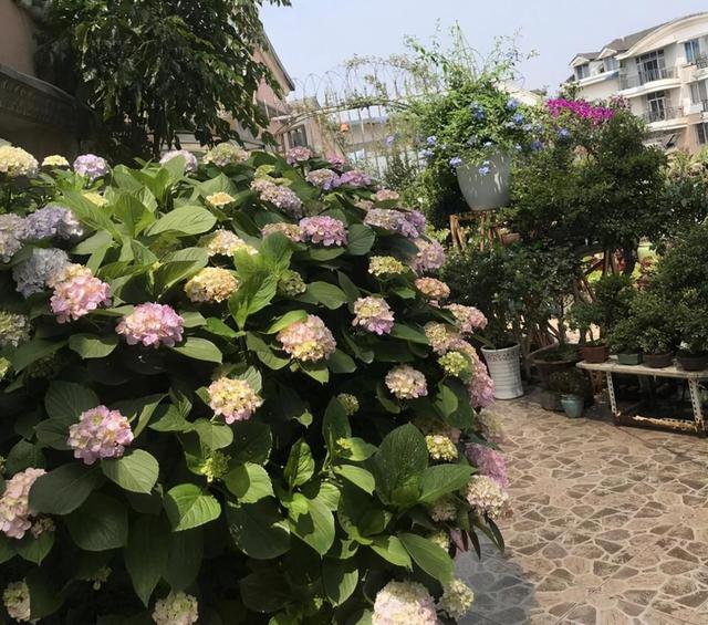 大水缸别浪费，养上大绣球花，花开似海，风景秀丽