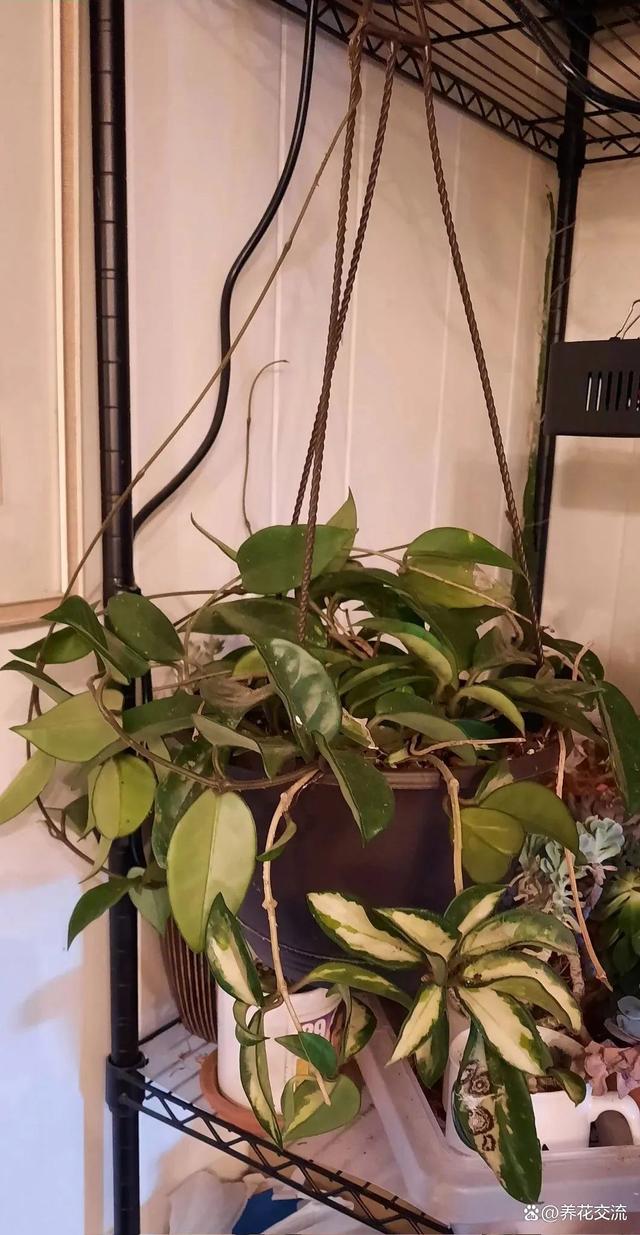 北边阳台适合养什么植物呢？开花植物有哪些选择？