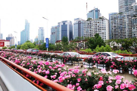 上海公园城市建设中的立体绿化，你知道哪些？