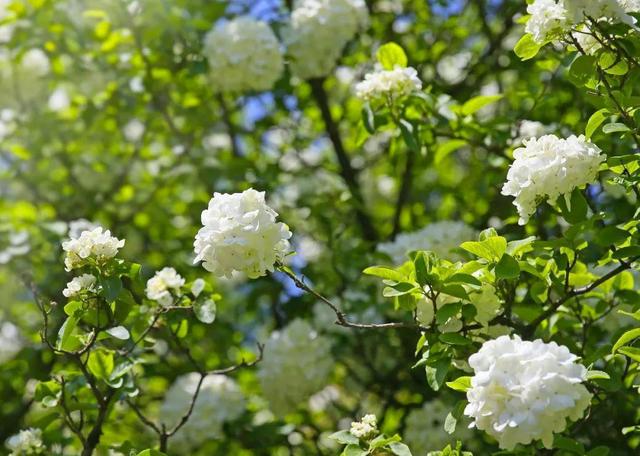 院子里栽木绣球，花球如雪，花开似海，一起来看看
