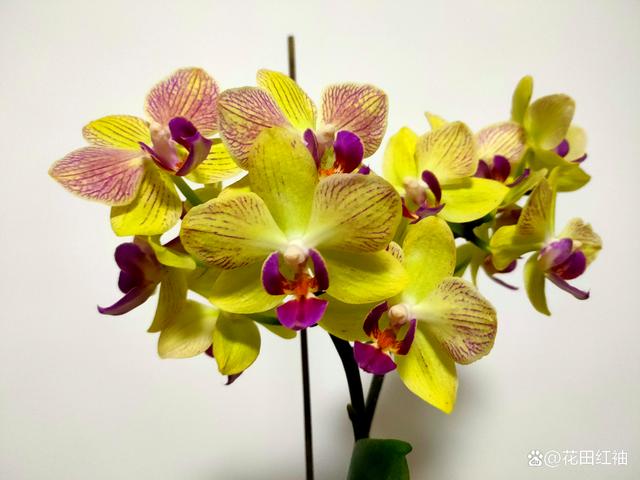 用6年养护蝴蝶兰的经验，总结出10个养护要点！很全，建议收藏！