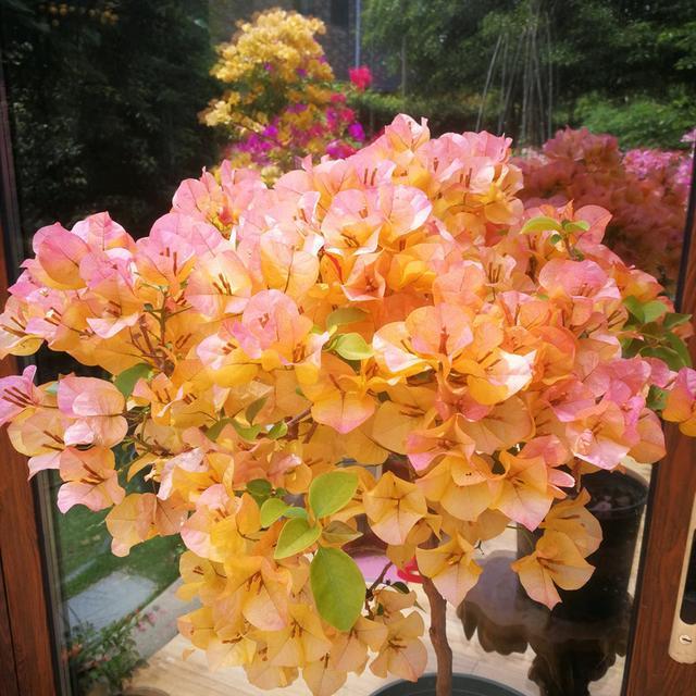 三角梅“控水就能开花”？很多人都搞错了，难怪一直养不好