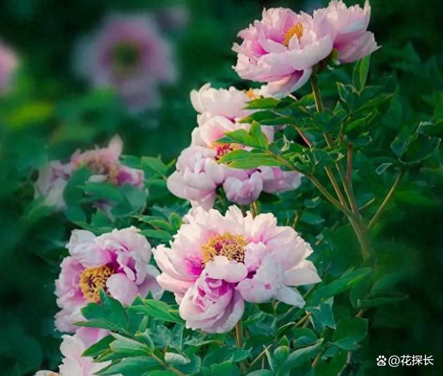 秋冬时节，养这5种花注意了：它们最怕浇水，浇一盆枯一盆