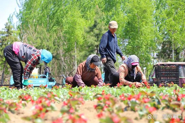 1400万株花卉落户梅河口！城市花海向你奔赴而来！