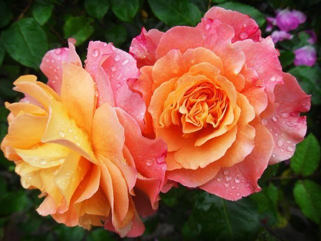 据说7种花是“晦气花”，不能养在家中，我该不该相信？被打击了