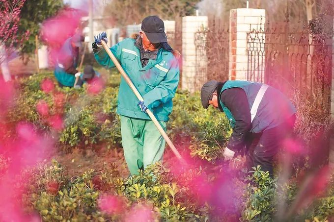 在注重景观的基础上，江苏各地行道树更加追求生态价值——从“城中建园”迈向“园中建城”