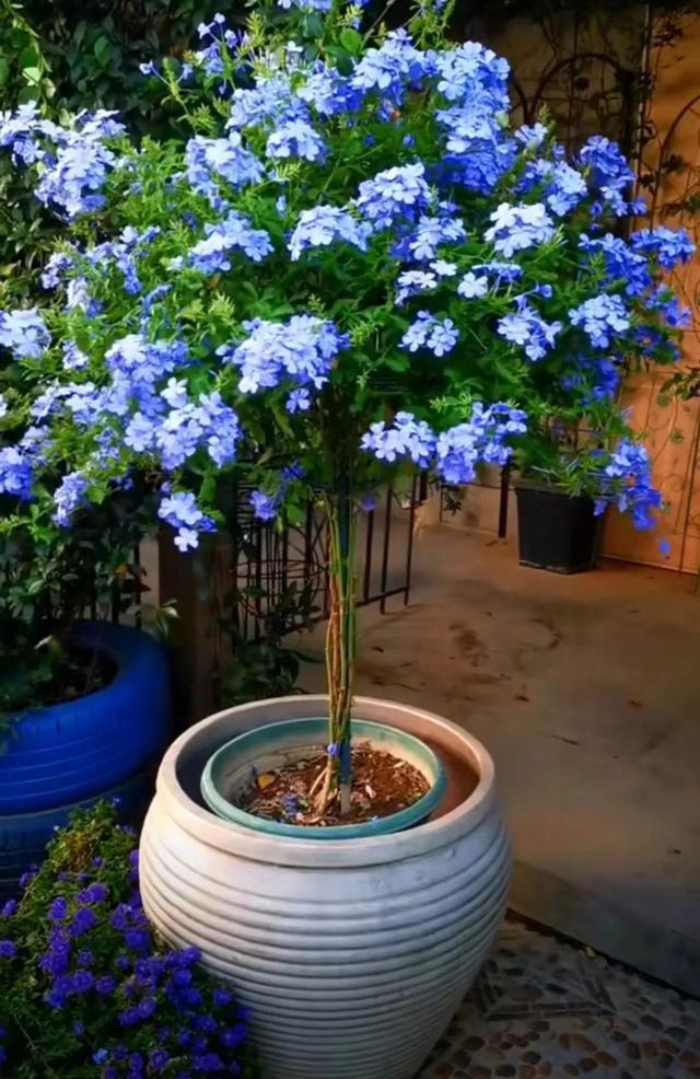 蓝雪花棒棒糖养成记！6个简单操作，打造一颗爆花的蓝色花球