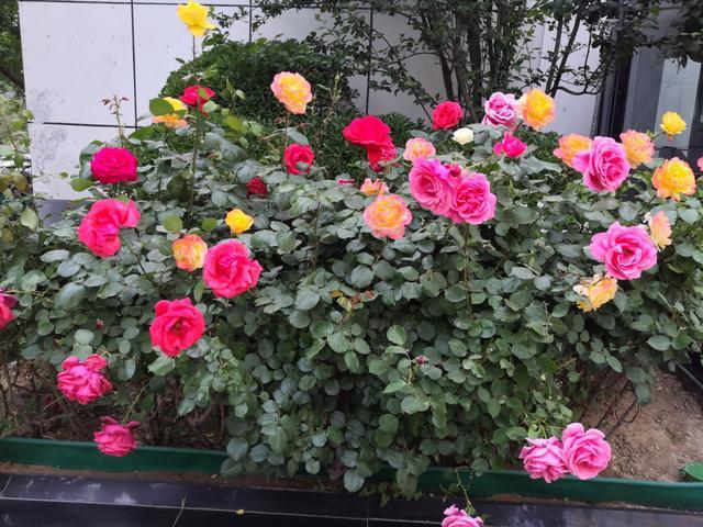 进入7月，月季度夏有“4怕”，小心叶黄、不开花，越养越烦