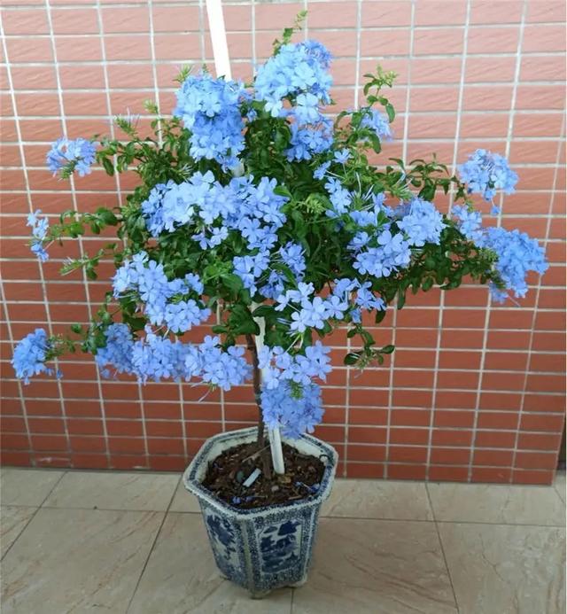 秋季可养“4种花”，漂亮又好养，开花非常多，姹紫嫣红如小花园