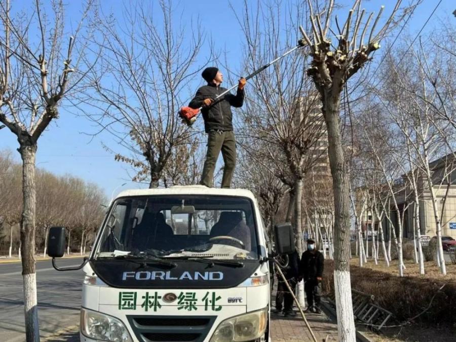 勃利县：剪树枝正当时 用“绣花功夫”提升城内绿化“颜值”