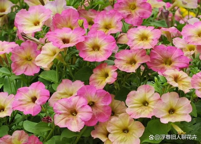 矮牵牛夏天怎么养？5个重点不能少，也适用于其它不耐高温的草花