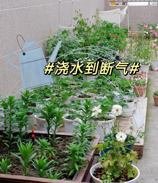 4个习以为常的养花习惯，其实是黄叶、烂根的罪魁祸首，别不自知