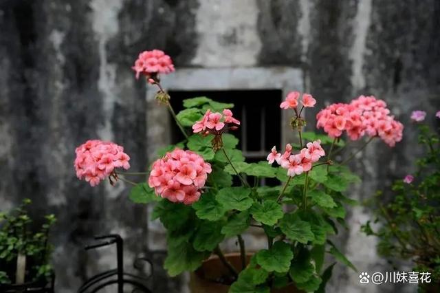 不足一平方的防盗窗，建议养上5种花，颜色鲜艳开成小花园