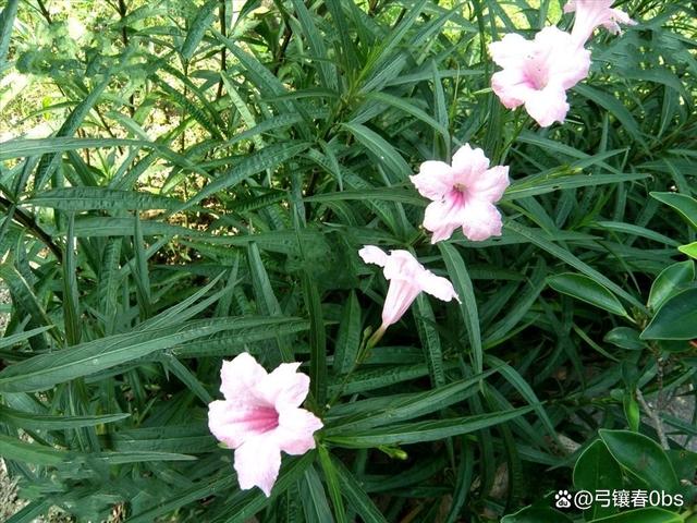 蓝花草如何养护？一起来看看吧！