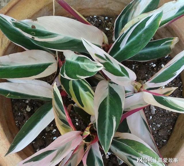 观赏竹芋大家族里，七彩竹芋常被用作绿化，叶子多彩，值得养一盆