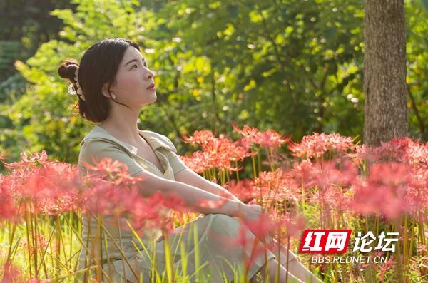 绿化带里还藏着多少惊喜？坐标长沙岳麓区：彼岸花盛放