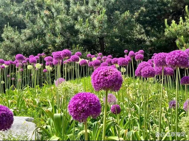 紫竹院公园特色花卉盛开邂逅紫色浪漫