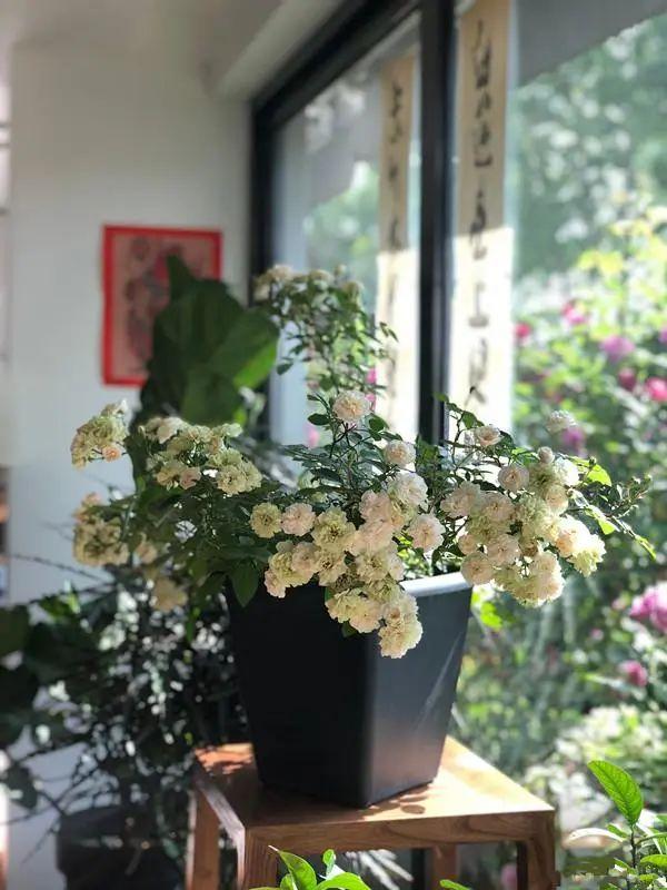 微型月季花的经典品种——绿冰