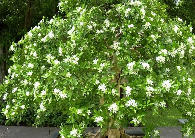 家有阳台别错过，此花比绿萝还好养，花开似海，满屋飘香