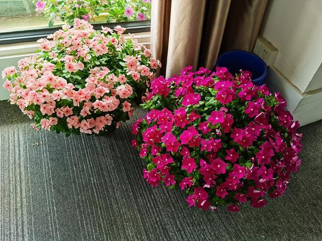 6种“入侵花”，别养院子里，种子太凶猛，一旦泛滥，除之不尽