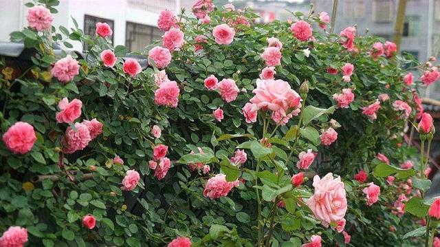这几种藤本月季长势好，花开似海，景色优美，让人喜爱
