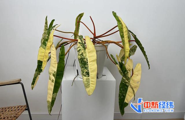 绿植中的“爱马仕”：一片叶子上万，买它的人在想什么？