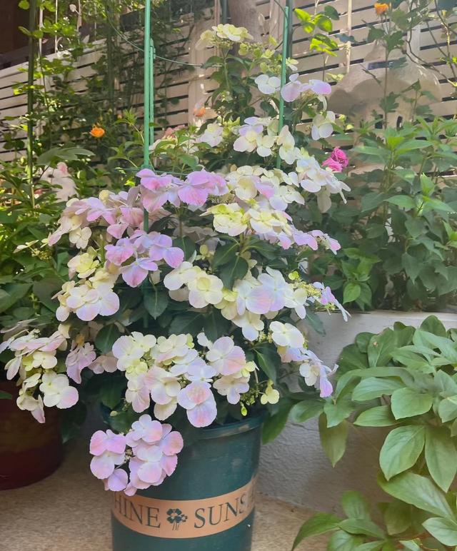 以“新娘”为名的绣球花，美丽动人，丰花勤花，易栽培，深受好评