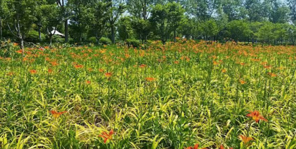 端午北京公园纳客326万人次！夏日可赏这些花