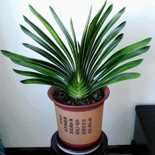 俗话说“养花用小盆，根壮花满盆”，10种花，用小盆，更好养