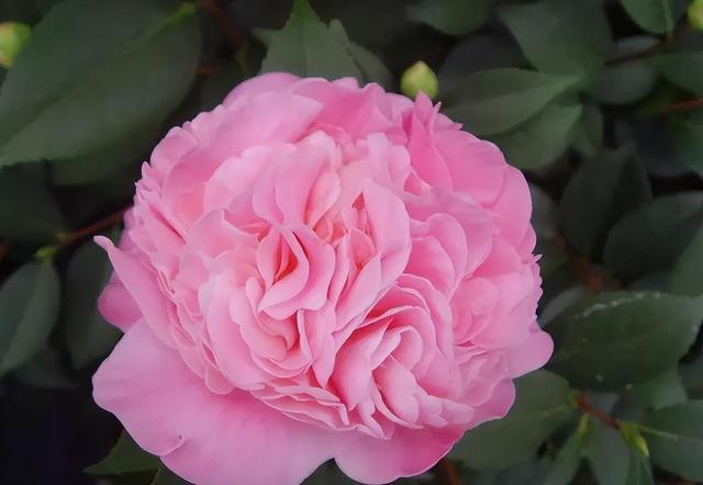 养盆“香妃”茶花，开花繁多、香味浓郁，关键是易养活，适合小白