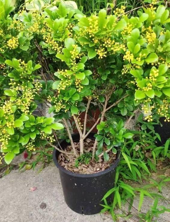 养盆米兰花，开完一茬又一茬，花瓣金黄色，四季都能开花