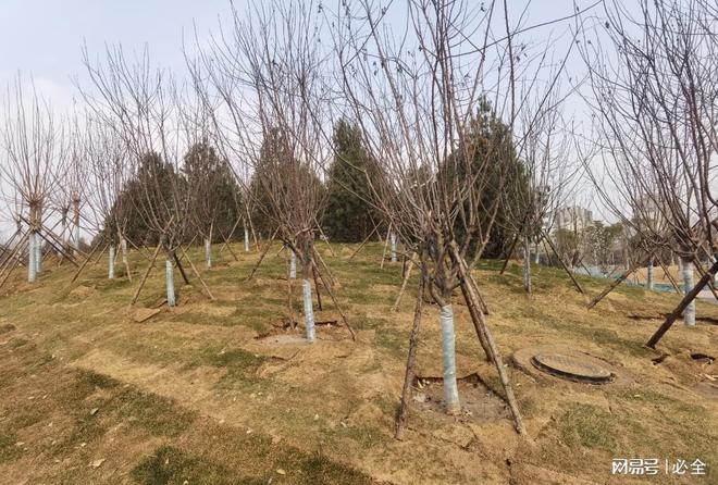 不同地区选择植树的苗木品种有哪些