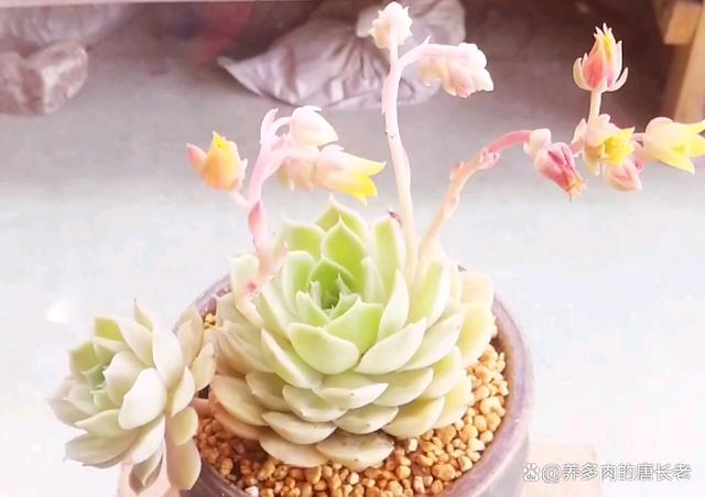 多肉昂斯诺度夏难吗？夏天应该怎么养？只花3分钟就让你了解清楚