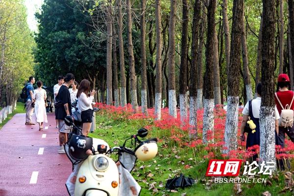 绿化带里还藏着多少惊喜？坐标长沙岳麓区：彼岸花盛放