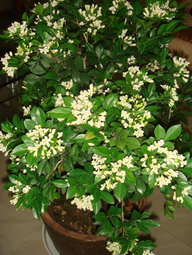 此花花色清新优雅，在院子里养一株，满园飘香，香气怡人