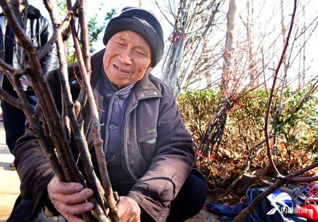 枣庄山亭苗木市场购销两旺