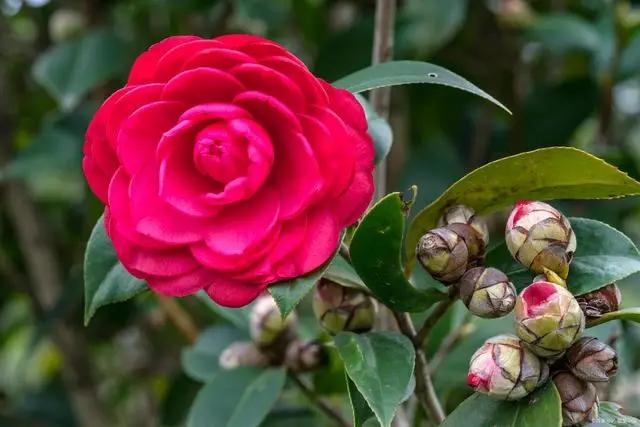 三月养茶花，记住“4不做”，叶片油亮长势好，老花匠的经验要听