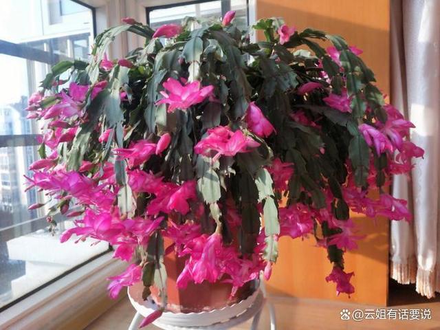 这4种花“不能换盆”，一换就死，很难挽救回来！